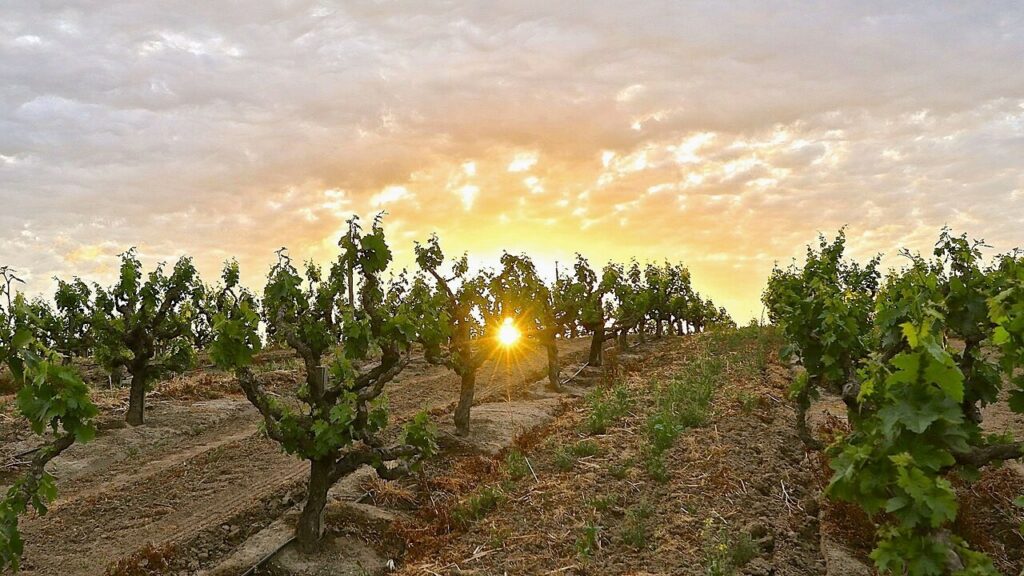 Young vineyard in early spring with gobelet pruning method
